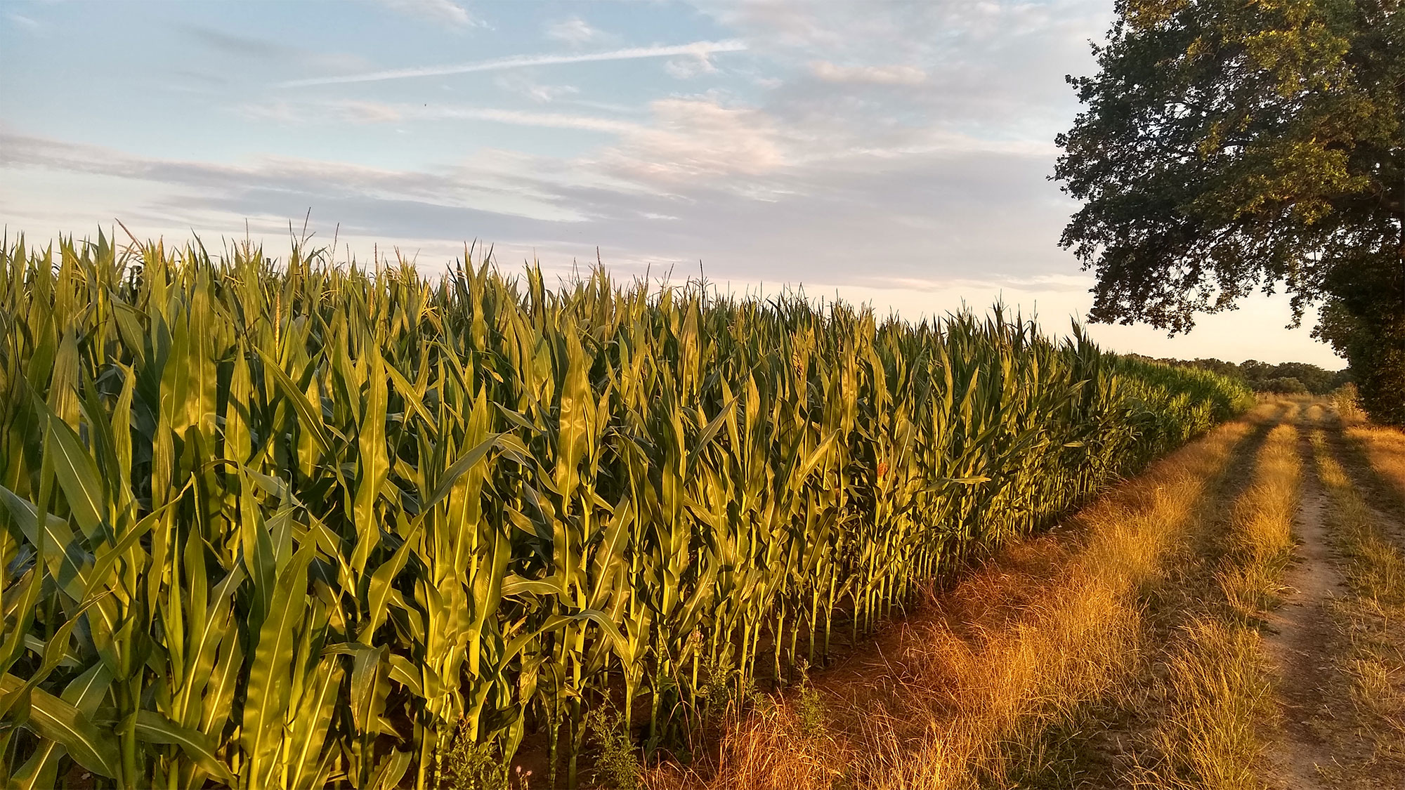 Wanderweg neben einem Maisfeld im Sommer