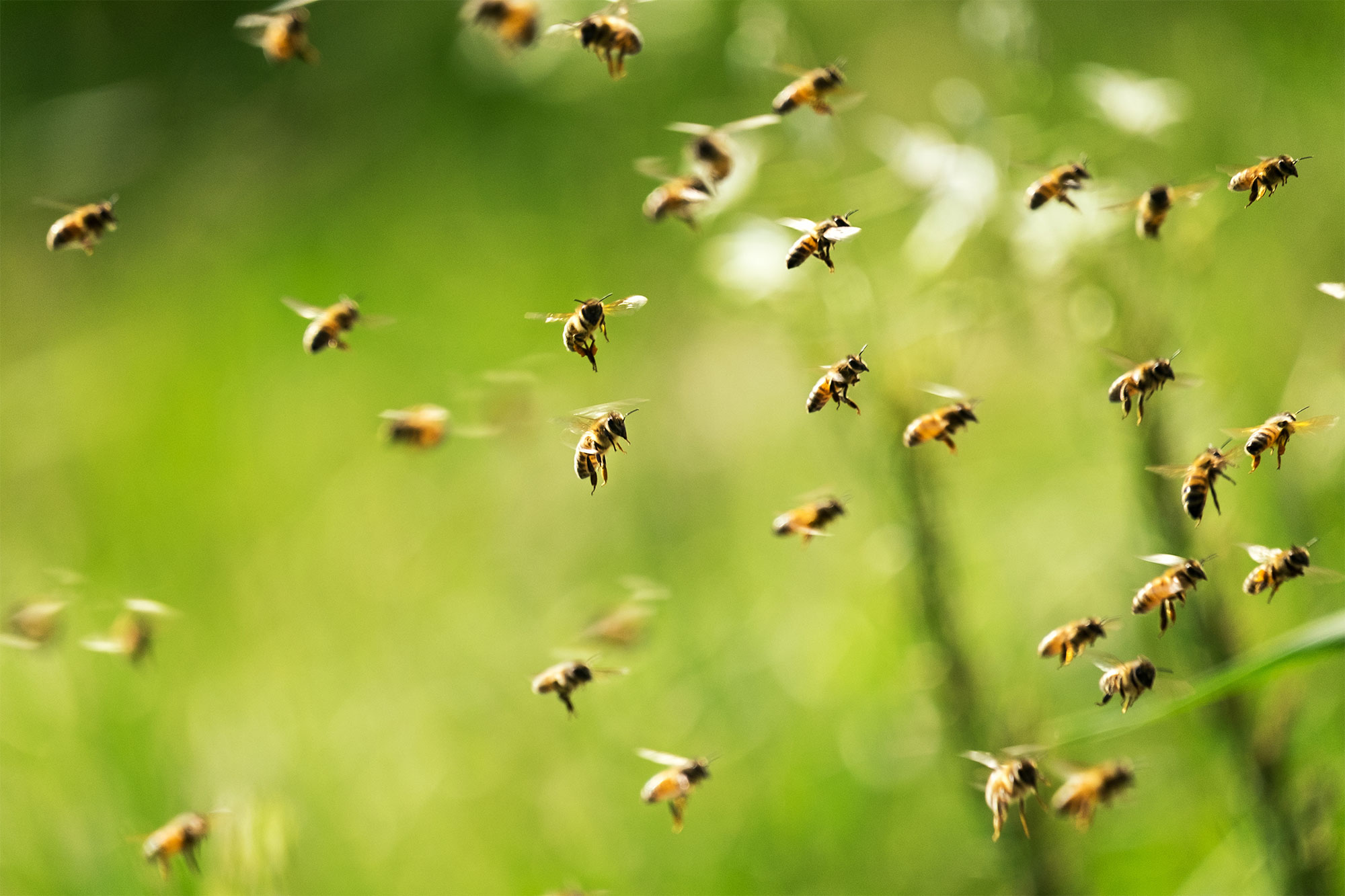 Bienenschwarm auf einer Wiese