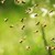 Bienenschwarm auf einer Wiese