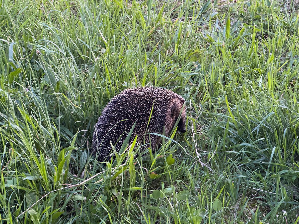 Igel im Gras