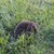 Igel im Gras