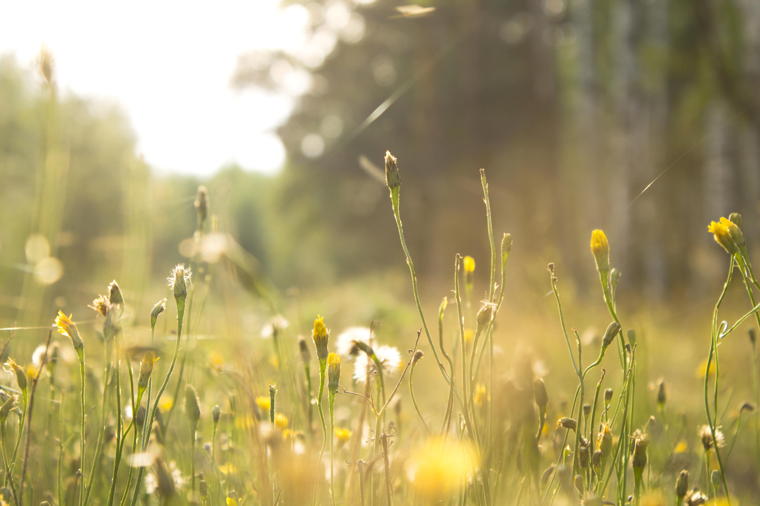 Wissenswertes über Wespen und ihren Nutzen für die Natur