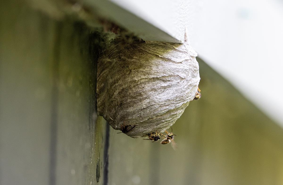 Hornissennest